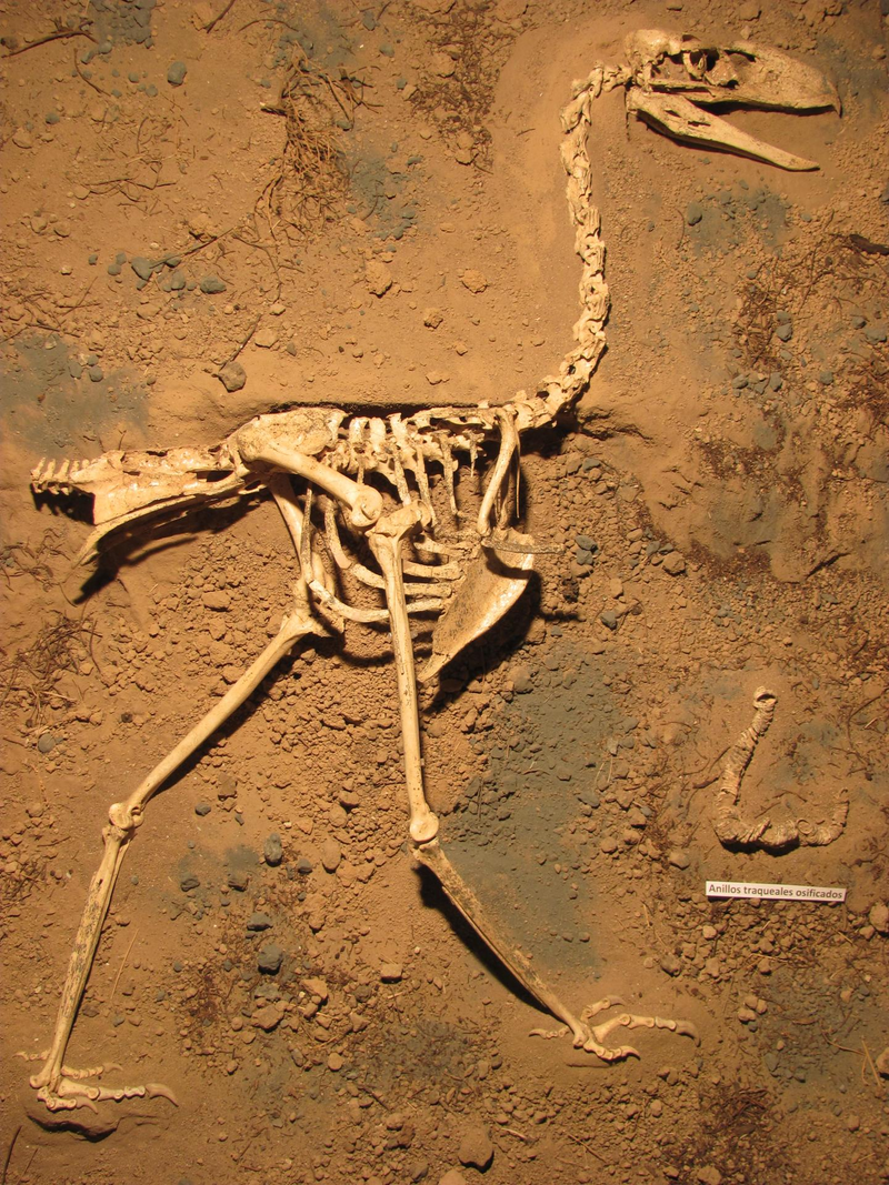 Illustration for article titled Newly Discovered Terror Bird Sheds Light On A Fearsome Clan
